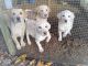 Labrador Retriever Puppies for sale in Milltown, IN, USA. price: $400