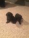 Labrador Retriever Puppies for sale in Erie, MI 48133, USA. price: NA