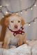 Labrador Retriever Puppies for sale in Malta, OH 43758, USA. price: NA