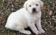 Labrador Retriever Puppies for sale in Little Rock, AR 72206, USA. price: NA