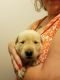 Labrador Retriever Puppies for sale in Ocala, FL 34470, USA. price: $650