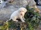 Labrador Retriever Puppies for sale in Athol, ID 83801, USA. price: $1,000