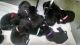 Labrador Retriever Puppies for sale in Boynton Beach, FL, USA. price: NA