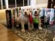 Labrador Retriever Puppies for sale in Morenci, MI 49256, USA. price: $700