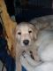Labrador Retriever Puppies for sale in Toledo, OH, USA. price: $650