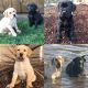 Labrador Retriever Puppies for sale in Woodburn, OR 97071, USA. price: NA