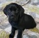 Labrador Retriever Puppies for sale in Deer Park, WI 54007, USA. price: $750