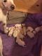 Labrador Retriever Puppies for sale in Laveen Village, Phoenix, AZ, USA. price: NA