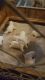 Labrador Retriever Puppies for sale in Glasgow, KY 42141, USA. price: NA