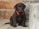 Labrador Retriever Puppies for sale in Billings, MT, USA. price: NA