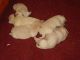 Labrador Retriever Puppies for sale in Polk City, FL 33868, USA. price: $950