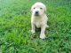 Labrador Retriever Puppies for sale in Milltown, IN, USA. price: $600