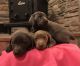 Labrador Retriever Puppies for sale in Falmouth, KY, USA. price: $900