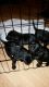 Labrador Retriever Puppies for sale in Tri-Cities, WA, USA. price: $1,000