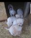 Labrador Retriever Puppies for sale in Enid, OK, USA. price: NA