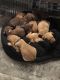 Labrador Retriever Puppies for sale in Hubert, NC 28539, USA. price: NA