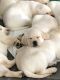 Labrador Retriever Puppies for sale in Howell, MI, USA. price: NA