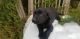 Labrador Retriever Puppies for sale in South Bend, IN, USA. price: NA
