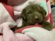 Labrador Retriever Puppies for sale in Pleasant Hope, MO 65725, USA. price: NA