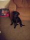 Labrador Retriever Puppies for sale in 1035 Alvord Ave, Flint, MI 48507, USA. price: NA