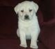 Labrador Retriever Puppies for sale in Fall River, MA 02721, USA. price: $500