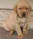 Labrador Retriever Puppies for sale in Nashville, TN 37219, USA. price: NA
