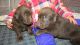 Labrador Retriever Puppies for sale in Shepherd, MI 48883, USA. price: $700