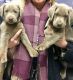 Labrador Retriever Puppies for sale in Heyworth, IL 61745, USA. price: NA