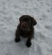 Labrador Retriever Puppies for sale in Tippecanoe, OH 44699, USA. price: NA