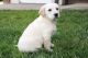 Labrador Retriever Puppies for sale in Boston, MA, USA. price: NA