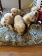 Labrador Retriever Puppies for sale in Morristown, TN, USA. price: $700