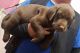 Labrador Retriever Puppies for sale in Williamsburg, KY 40769, USA. price: $600
