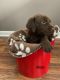 Labrador Retriever Puppies for sale in Gaylord, MI 49735, USA. price: $750