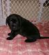 Labrador Retriever Puppies for sale in Hudsonville, MI 49426, USA. price: NA