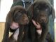Labrador Retriever Puppies for sale in Springfield, NE 68059, USA. price: NA