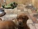 Labrador Retriever Puppies for sale in Merrillville, IN, USA. price: $600