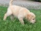 Labrador Retriever Puppies for sale in Florence, KY, USA. price: $500