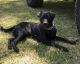 Labrador Retriever Puppies for sale in Americus, GA 31709, USA. price: NA