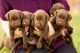 Labrador Retriever Puppies for sale in 2601 W 7th St, Fort Worth, TX 76107, USA. price: NA