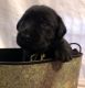 Labrador Retriever Puppies for sale in Corinth, KY 41010, USA. price: $700