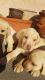 Labrador Retriever Puppies for sale in El Monte, CA, USA. price: NA