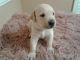 Labrador Retriever Puppies for sale in Dalzell, SC, USA. price: $600