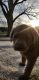 Labrador Retriever Puppies for sale in Metropolis, IL, USA. price: $950