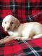 Labrador Retriever Puppies for sale in Castle Rock, CO, USA. price: $900