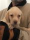 Labrador Retriever Puppies for sale in Castle Rock, CO, USA. price: NA