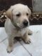 Labrador Retriever Puppies for sale in Mitchellville, IA 50169, USA. price: $700