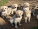 Labrador Retriever Puppies for sale in Itasca, TX 76055, USA. price: NA