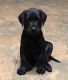 Labrador Retriever Puppies for sale in Columbia, SC, USA. price: NA