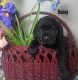 Labrador Retriever Puppies for sale in 10880 NY-38, Cato, NY 13033, USA. price: $900