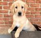 Labrador Retriever Puppies for sale in Knoxville, TN, USA. price: $400